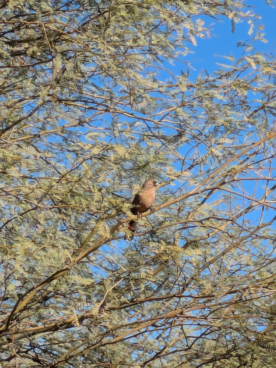 Abert's Towhee - ML647017216