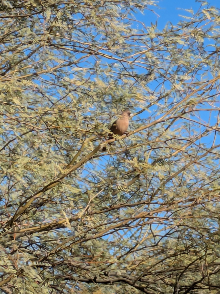 Abert's Towhee - ML647017217