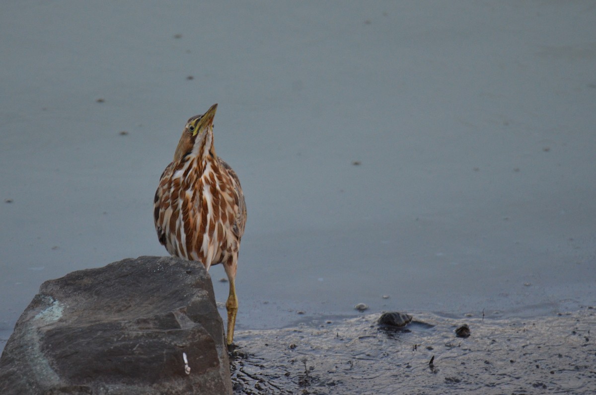 Amerika Balabanı - ML647017224