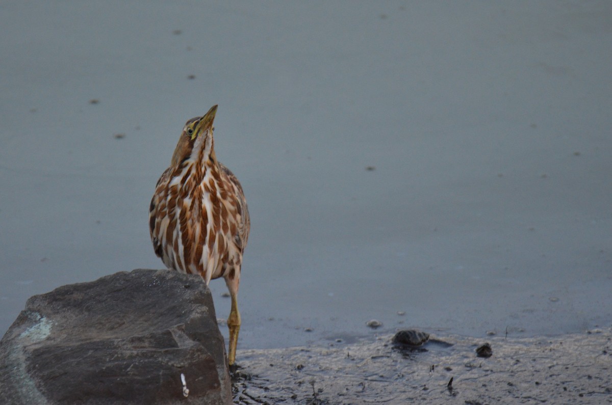 Amerika Balabanı - ML647017225