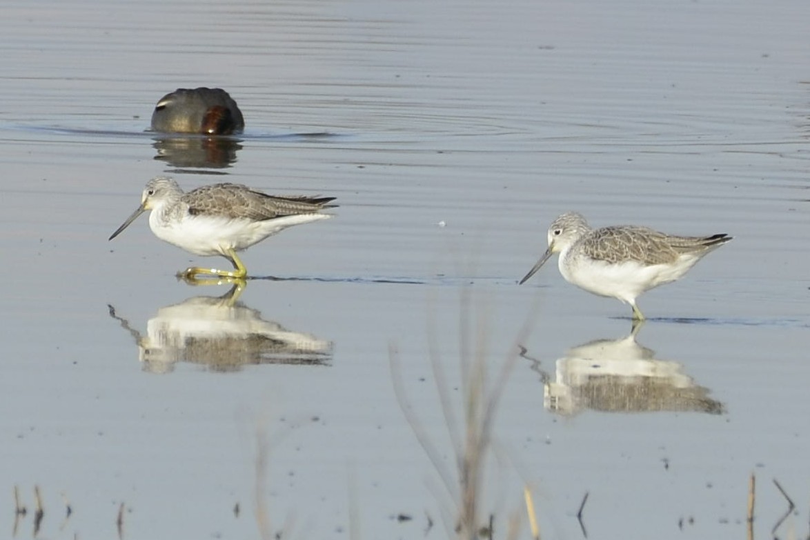 Common Greenshank - ML647017226