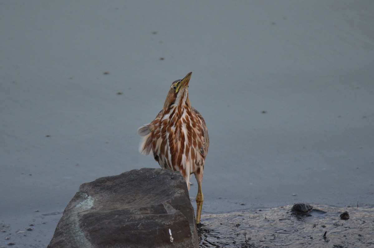 Amerika Balabanı - ML647017227