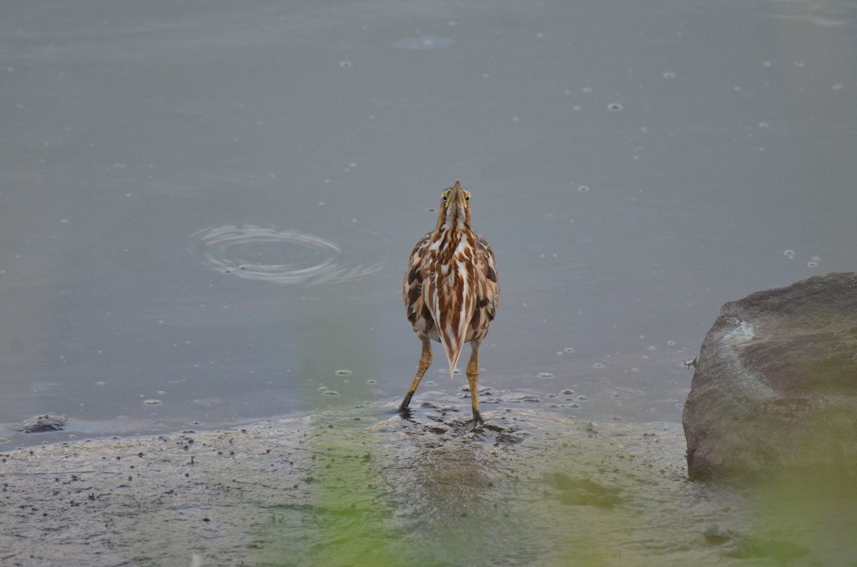 Amerika Balabanı - ML647017228