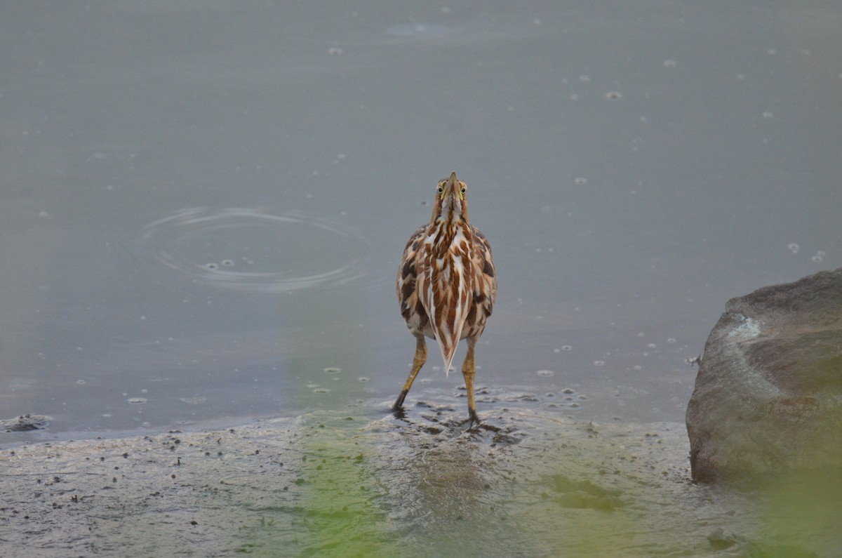 Amerika Balabanı - ML647017229