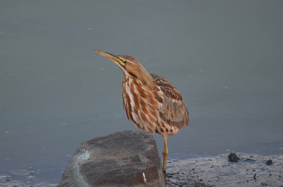 Amerika Balabanı - ML647017230