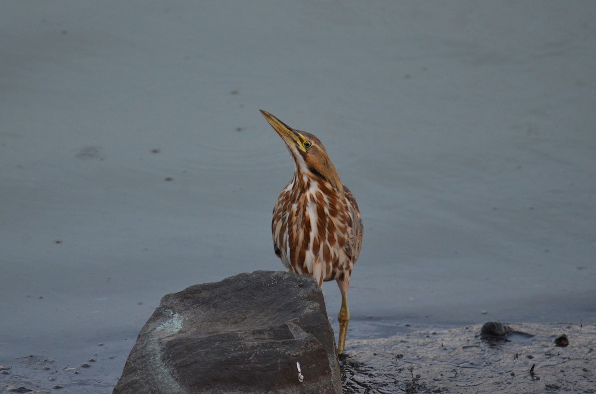 Amerika Balabanı - ML647017231