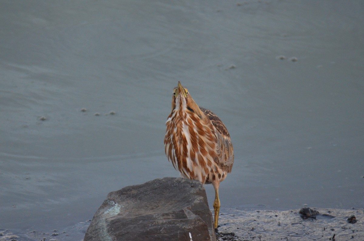 Amerika Balabanı - ML647017232