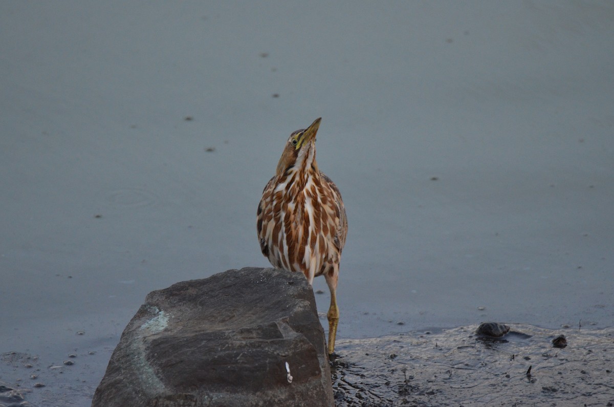 Amerika Balabanı - ML647017233