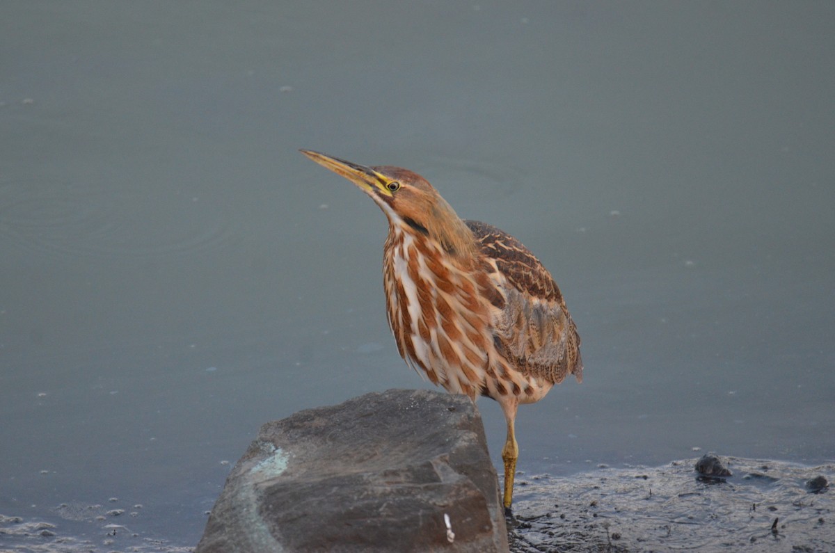 Amerika Balabanı - ML647017234