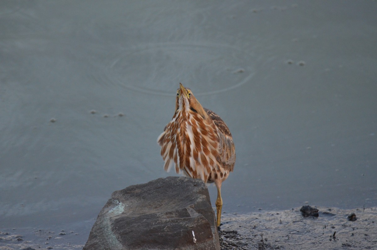 Amerika Balabanı - ML647017235