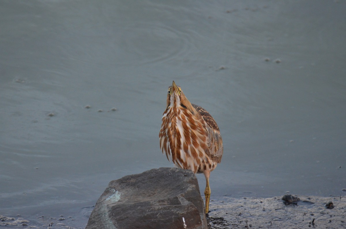 Amerika Balabanı - ML647017236