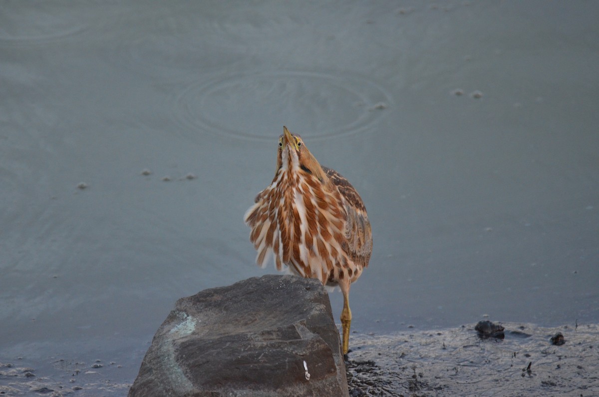 Amerika Balabanı - ML647017237