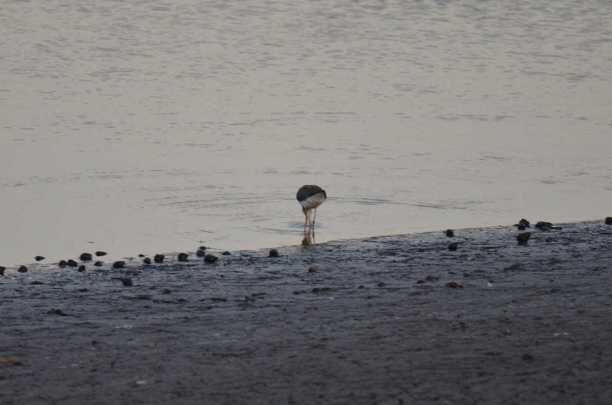 Greater Yellowlegs - ML647017238