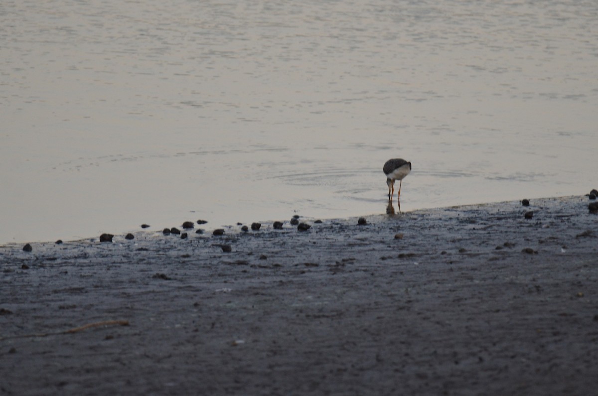 Greater Yellowlegs - ML647017239