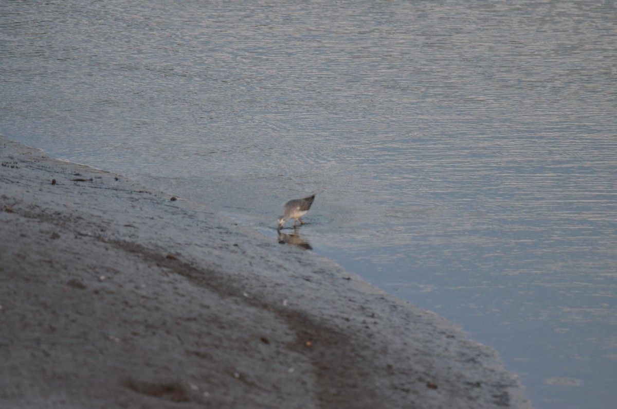 Greater Yellowlegs - ML647017241