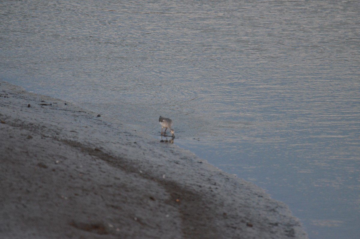 Greater Yellowlegs - ML647017242