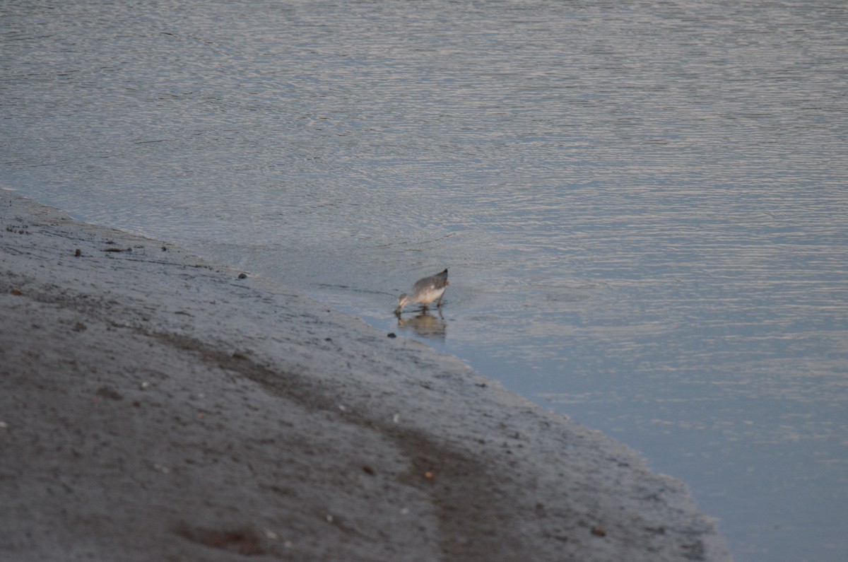 Greater Yellowlegs - ML647017243