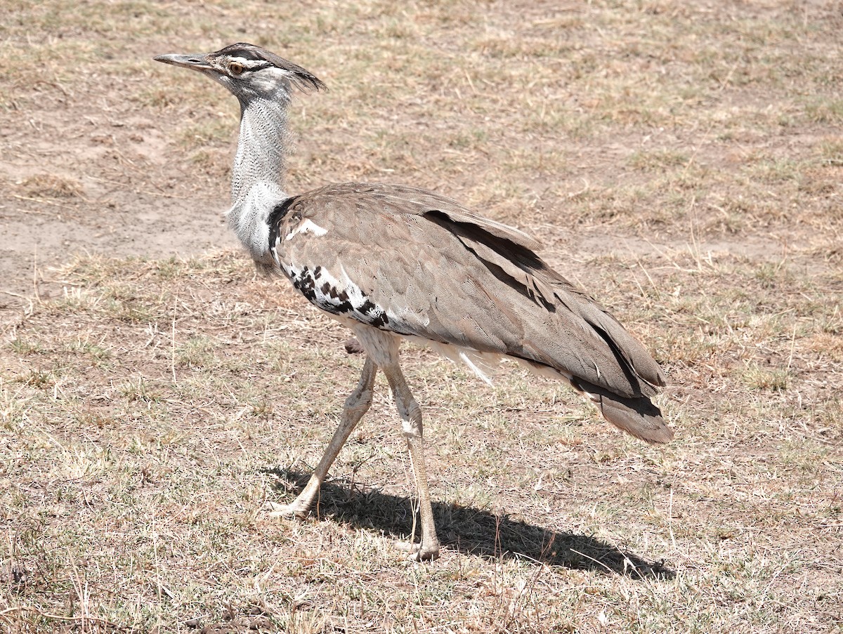 Riesentrappe - ML647017246