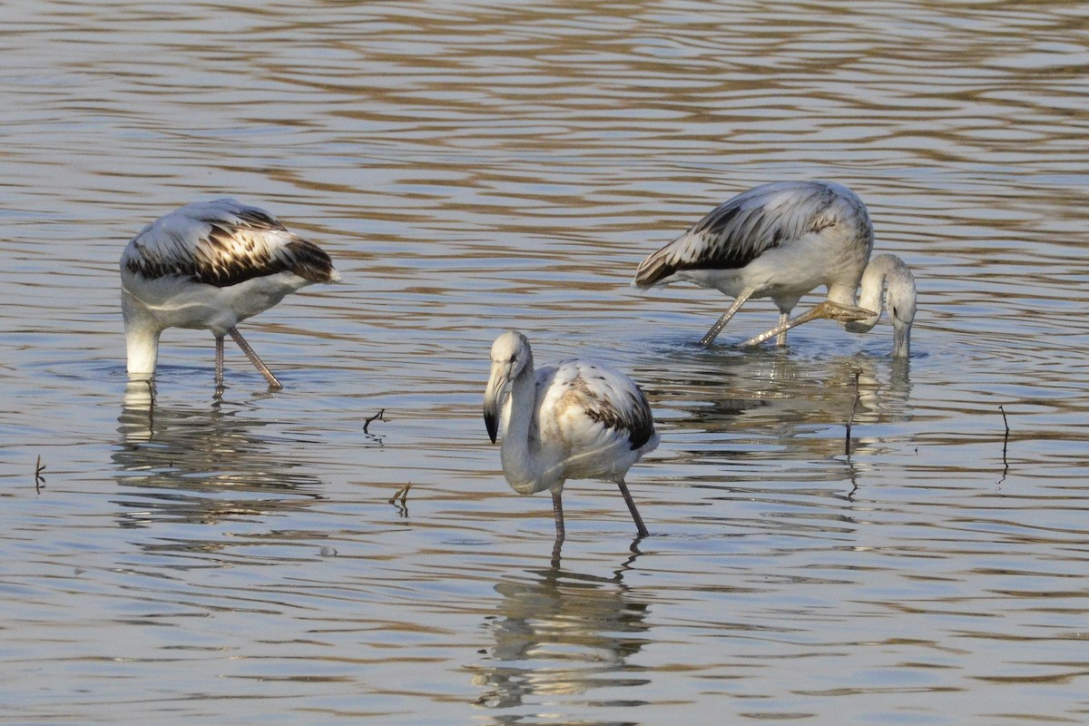 Greater Flamingo - ML647017247