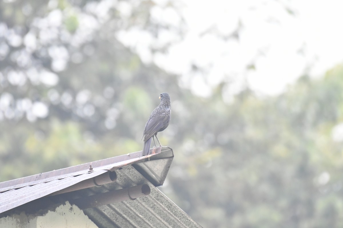 modravec siný - ML647017249