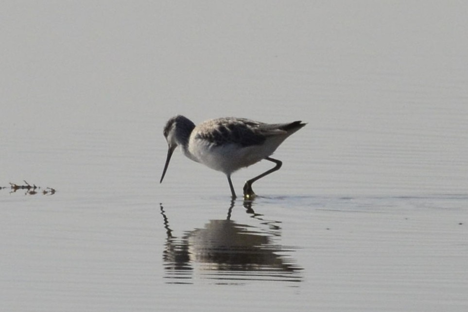 Common Greenshank - ML647017252