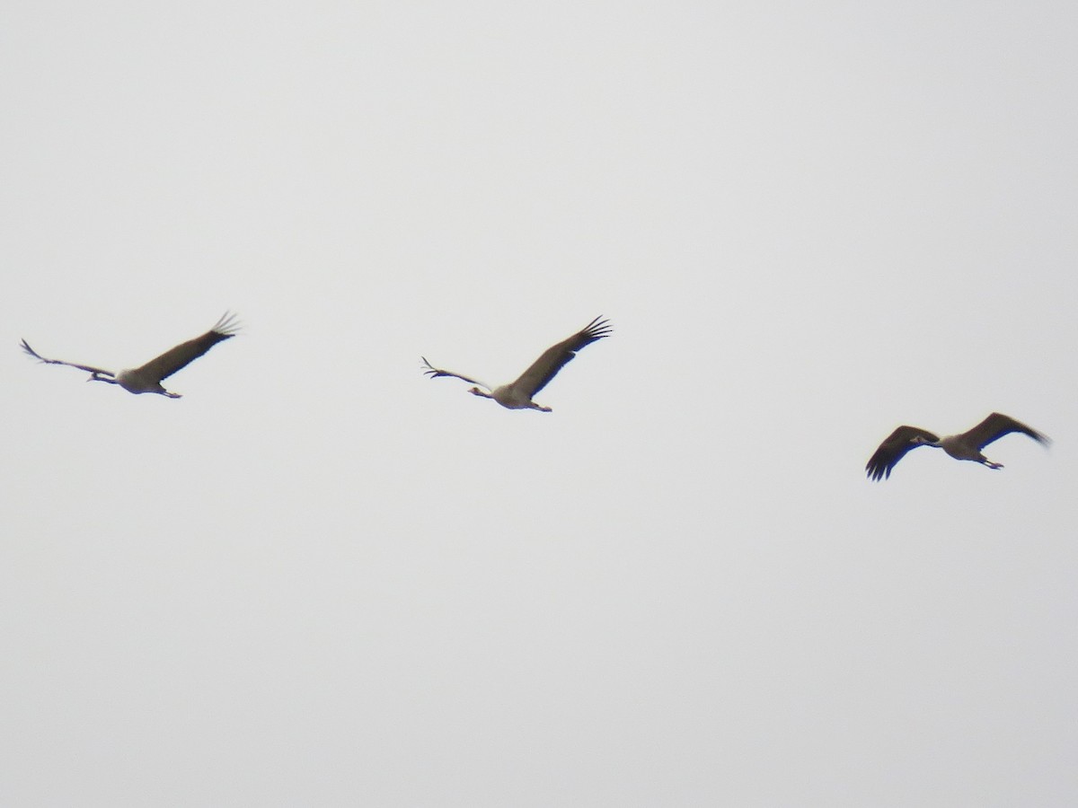 Common Crane - ML647017253