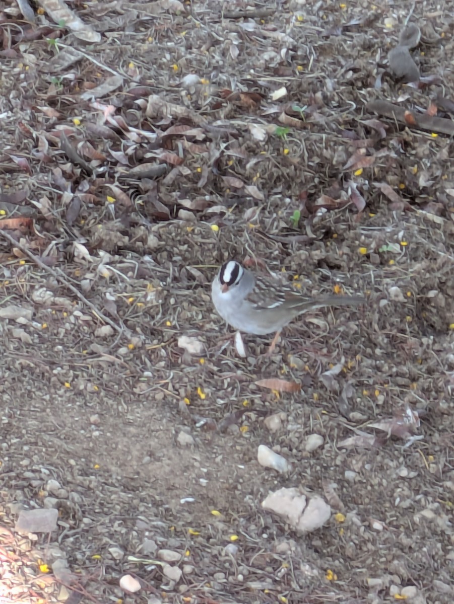 White-crowned Sparrow - ML647017254