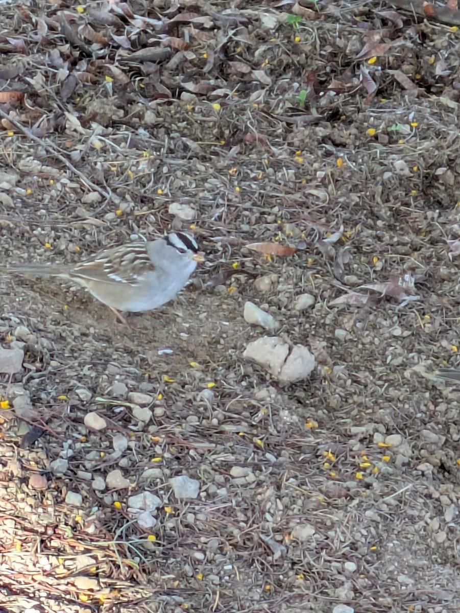 White-crowned Sparrow - ML647017255