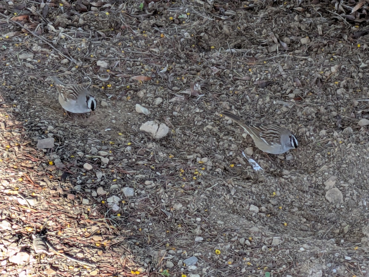 White-crowned Sparrow - ML647017256