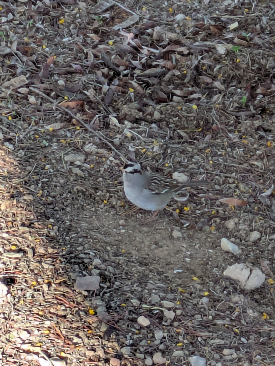 White-crowned Sparrow - ML647017257
