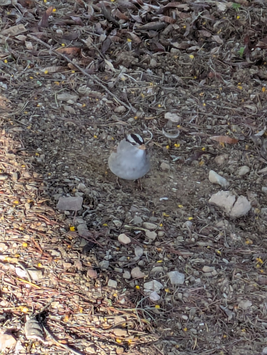 White-crowned Sparrow - ML647017258