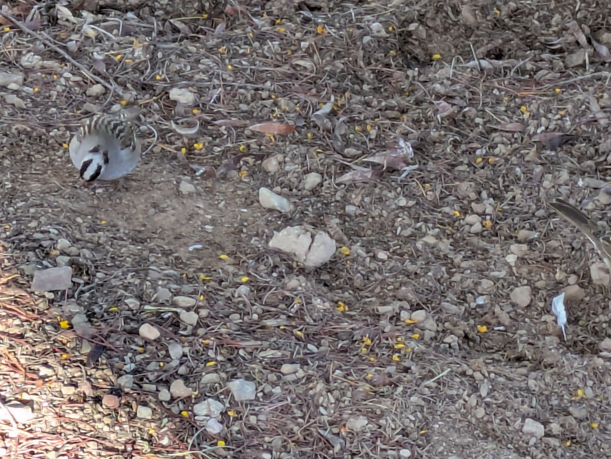 White-crowned Sparrow - ML647017259