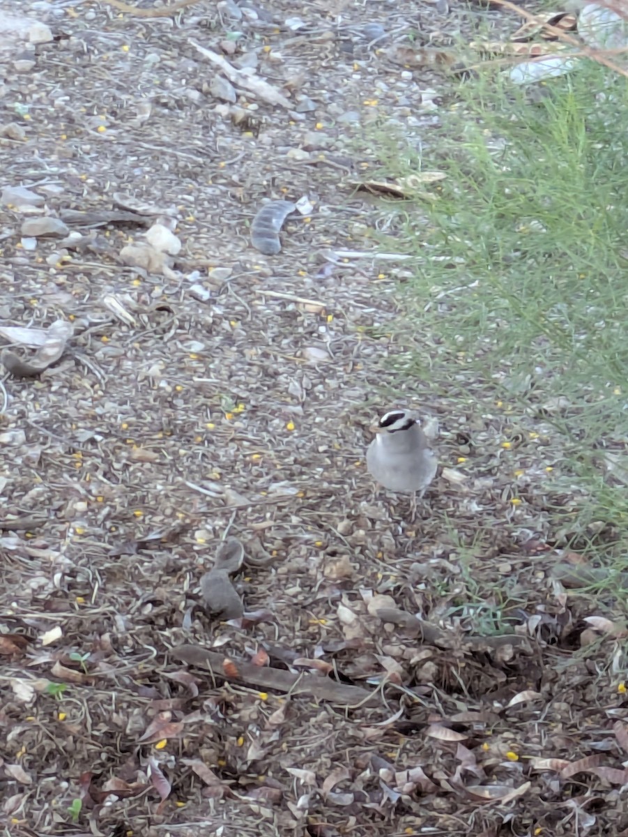 White-crowned Sparrow - ML647017260
