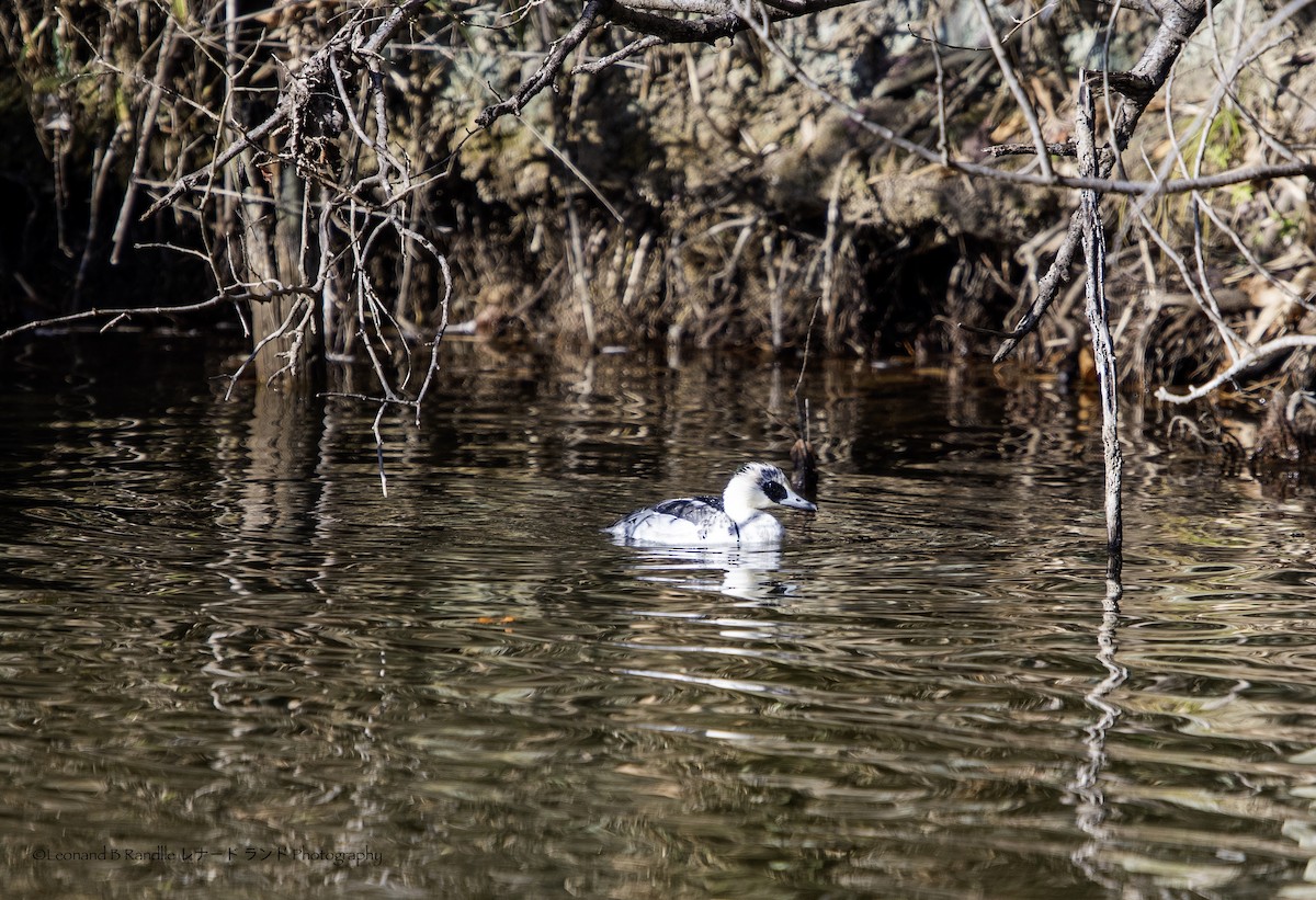 白秋沙 - ML647017262