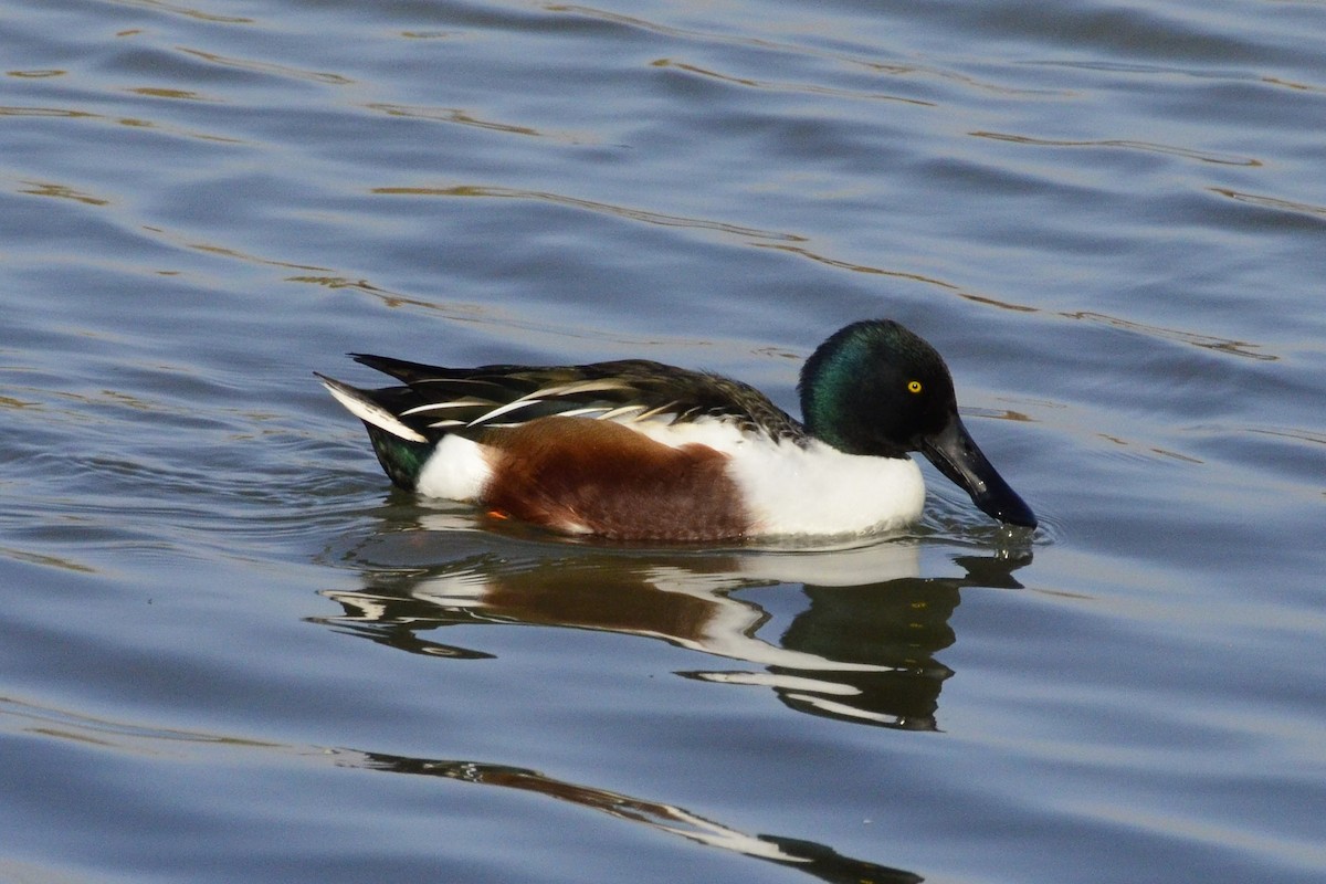 Northern Shoveler - ML647017263