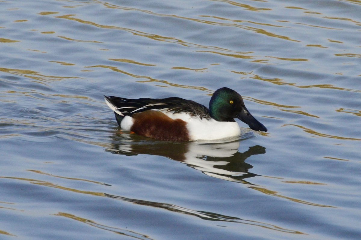 Northern Shoveler - ML647017264