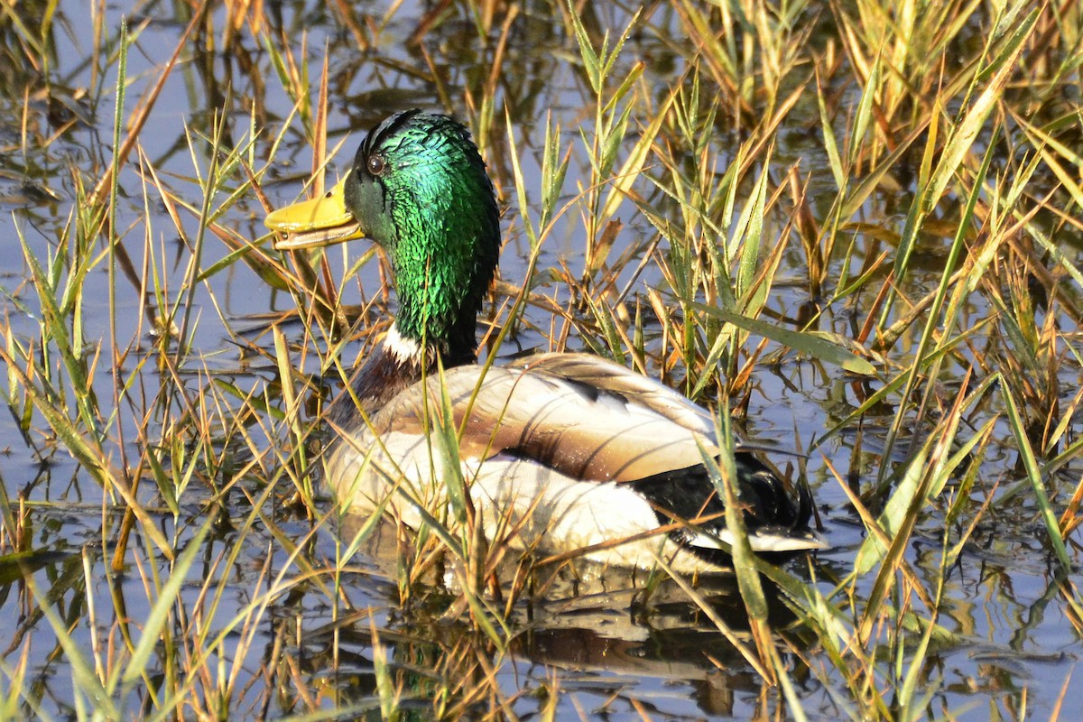 Mallard - ML647017268