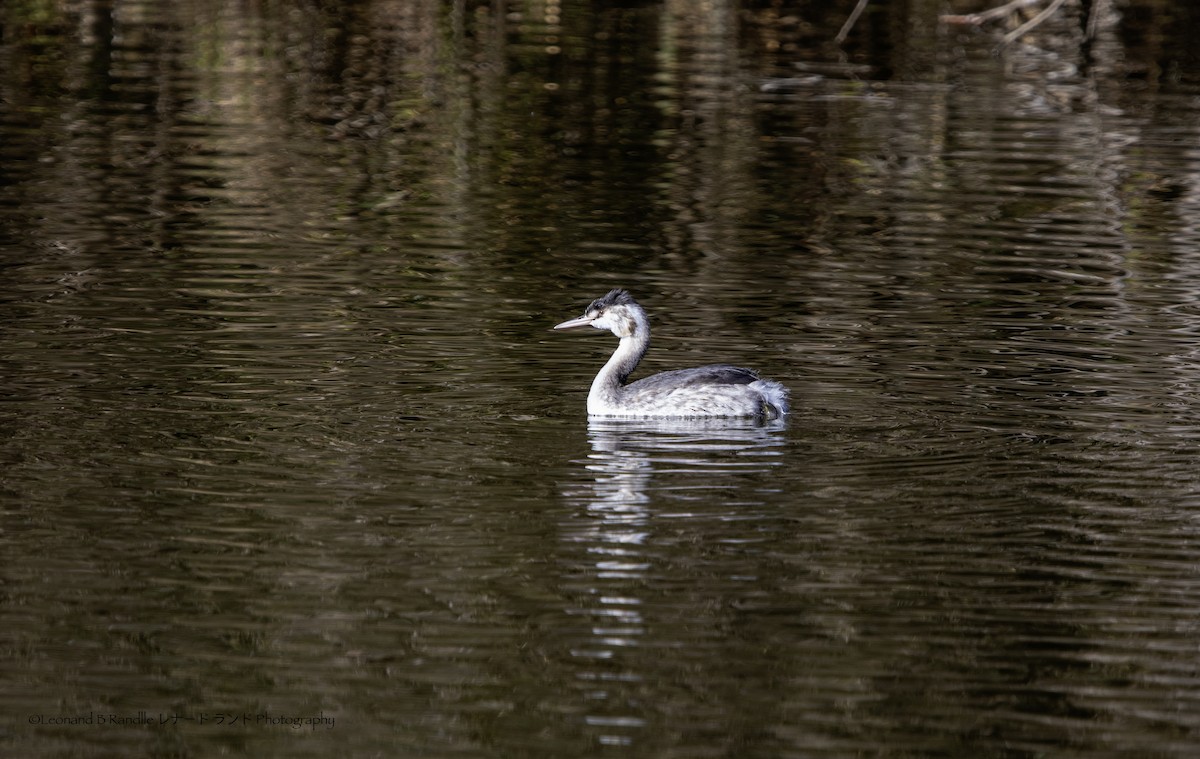 冠鸊鷉 - ML647017269