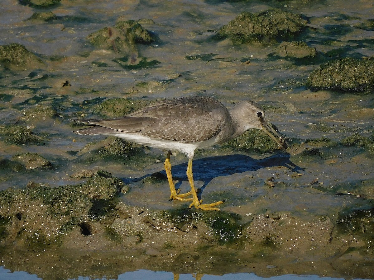 Gri Sırtlı Düdükçün - ML647017270