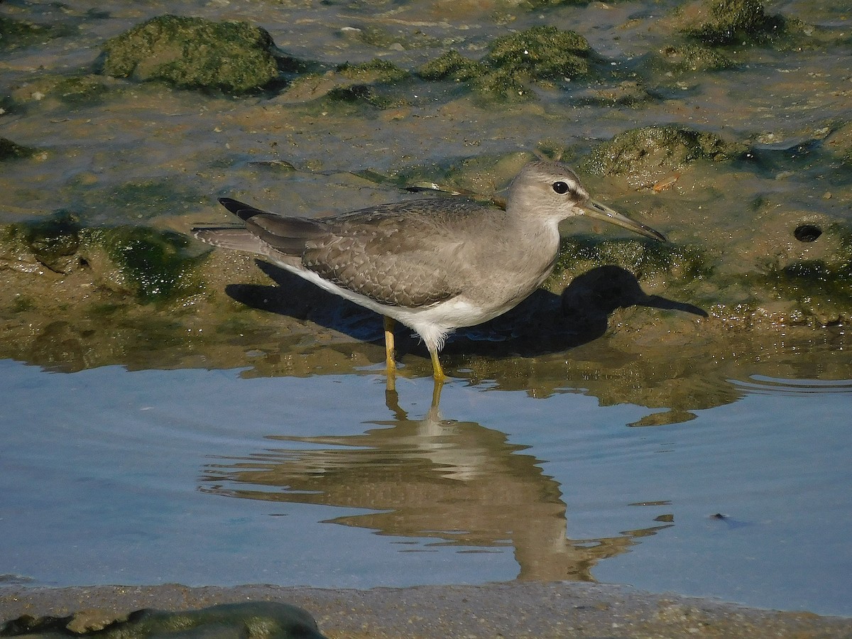 Gri Sırtlı Düdükçün - ML647017271