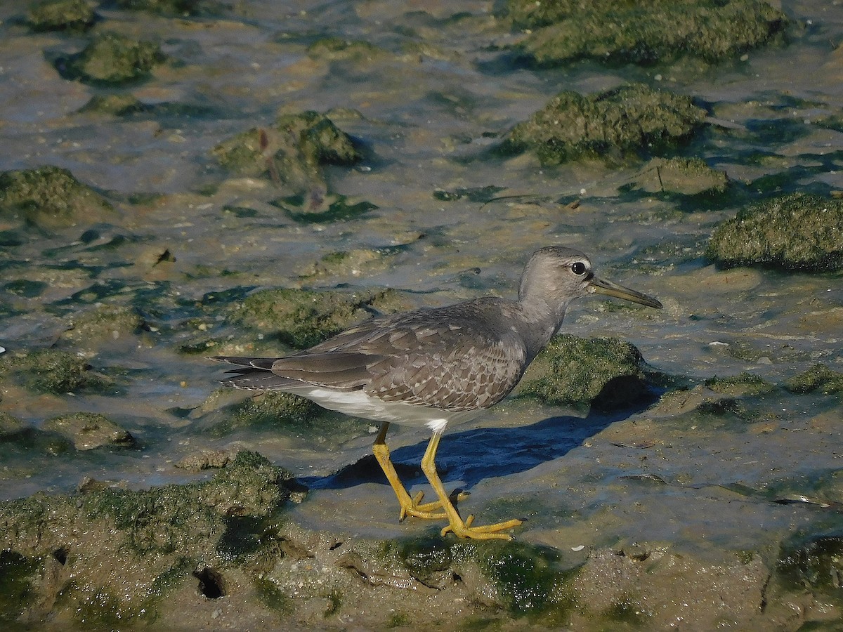 Gri Sırtlı Düdükçün - ML647017272