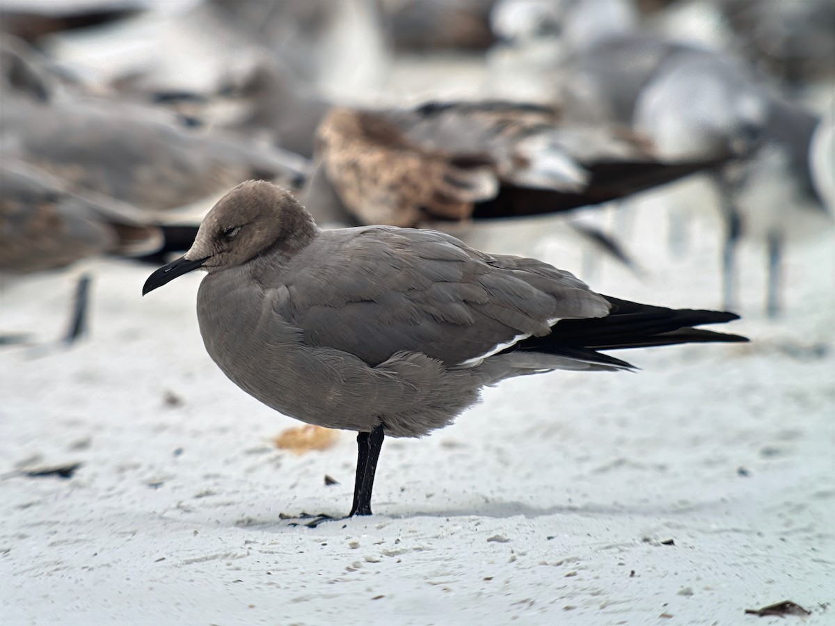 Kül Rengi Martı - ML647017275