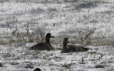 Greater White-fronted Goose - ML647017276