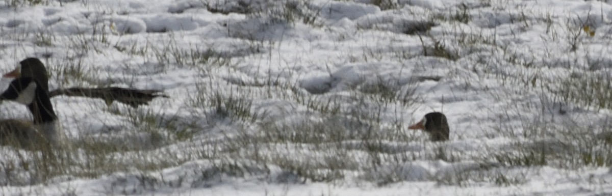 Greater White-fronted Goose - ML647017277