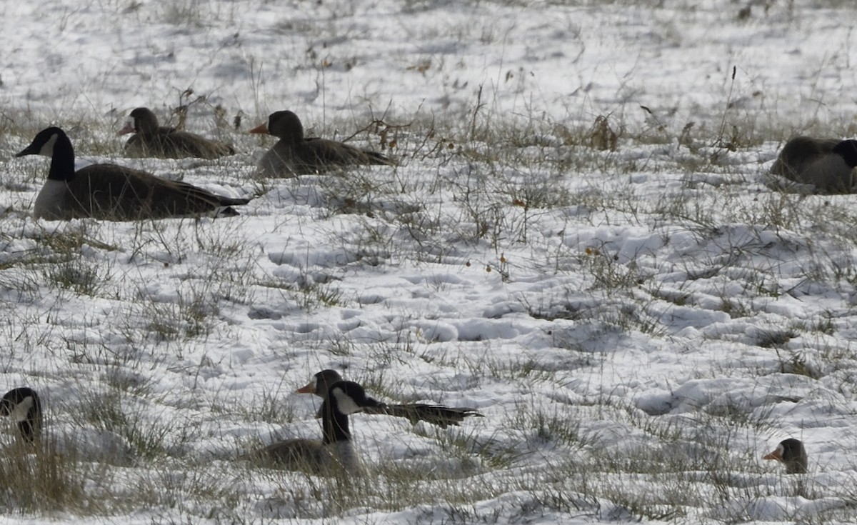 Greater White-fronted Goose - ML647017278