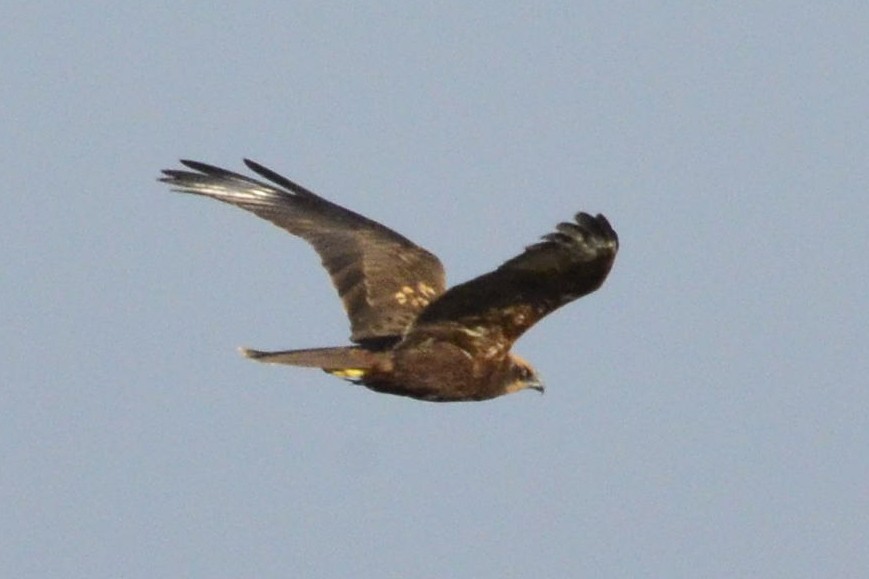 Western Marsh Harrier - ML647017283