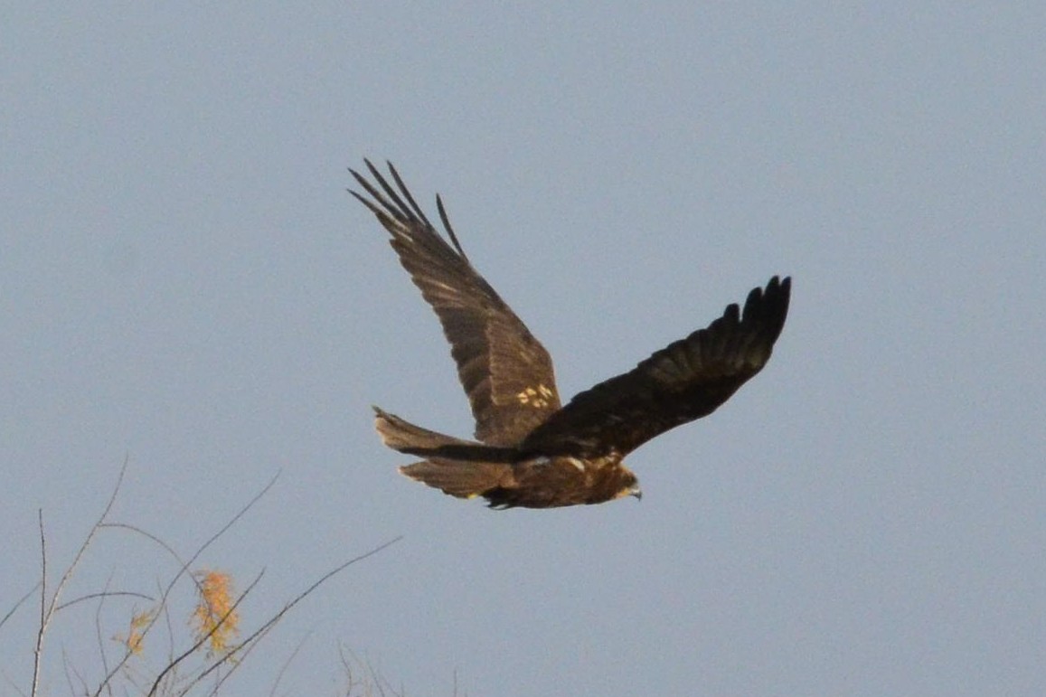 Western Marsh Harrier - ML647017284