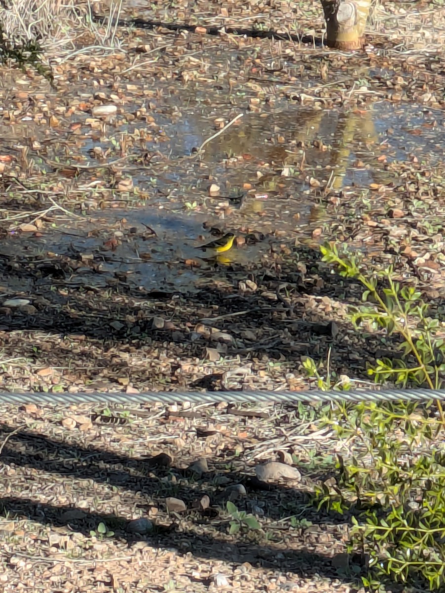 Lesser Goldfinch - ML647017288