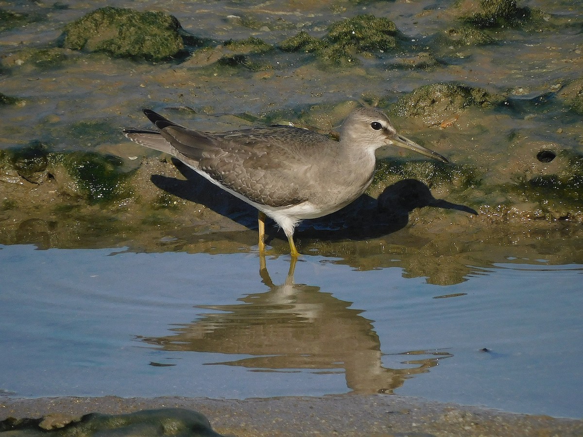 Gri Sırtlı Düdükçün - ML647017289