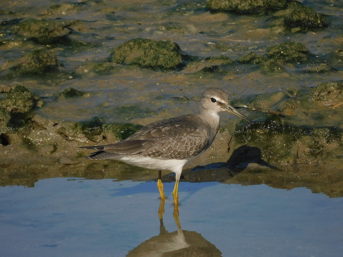 Gri Sırtlı Düdükçün - ML647017290